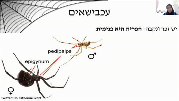 ⁦קוטיקולה LIVE - הרצאה מוקלטת. 'מיני העכבישים הנפוצים בישראל והשניים שמסוכנים לאדם'⁩ – תמונה ⁦3⁩